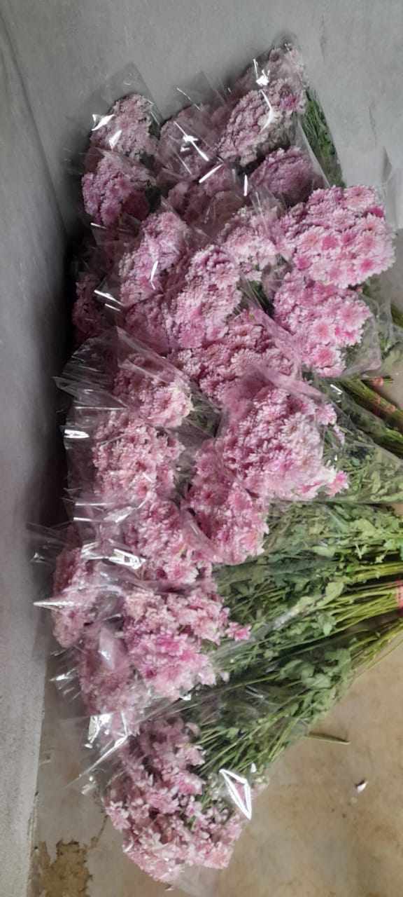 NGM Floritech photo 10