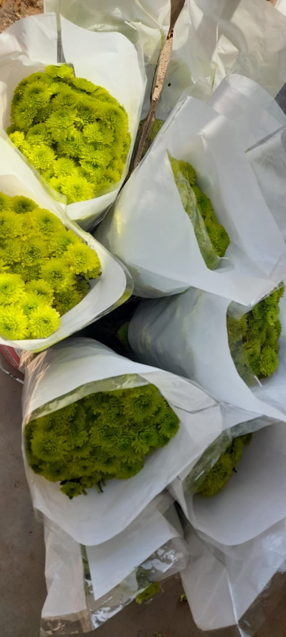 NGM Floritech photo 12