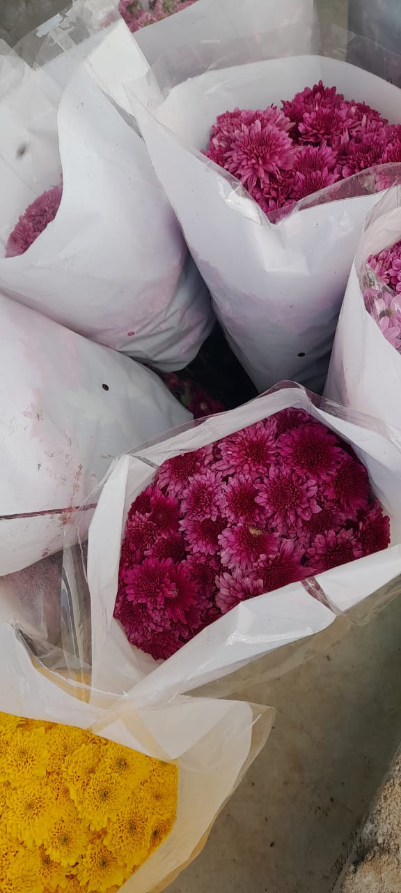 NGM Floritech photo 16