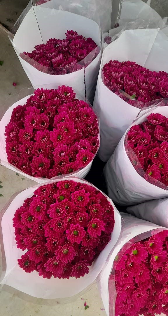 NGM Floritech photo 25