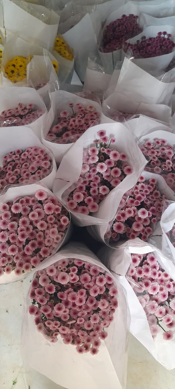 NGM Floritech photo 27
