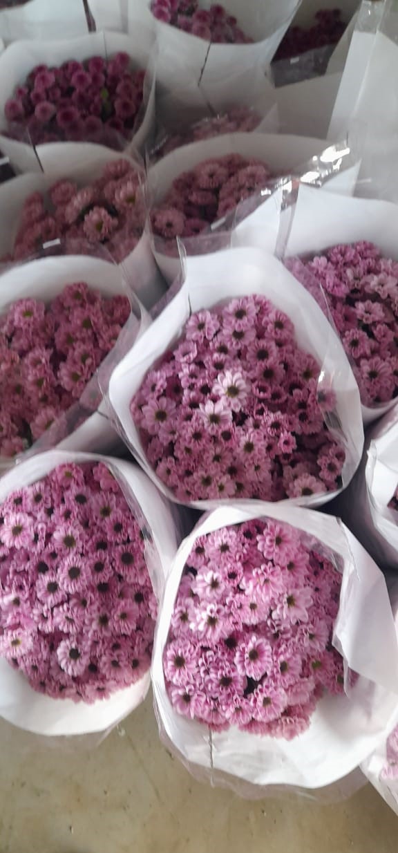 NGM Floritech photo 32