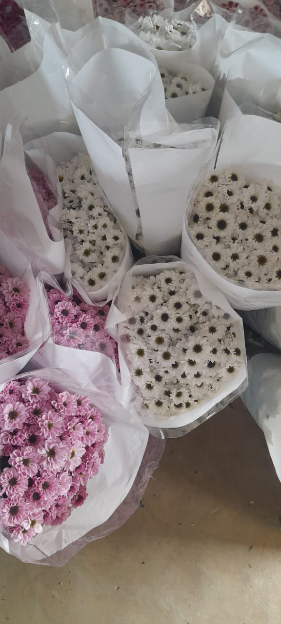 NGM Floritech photo 33