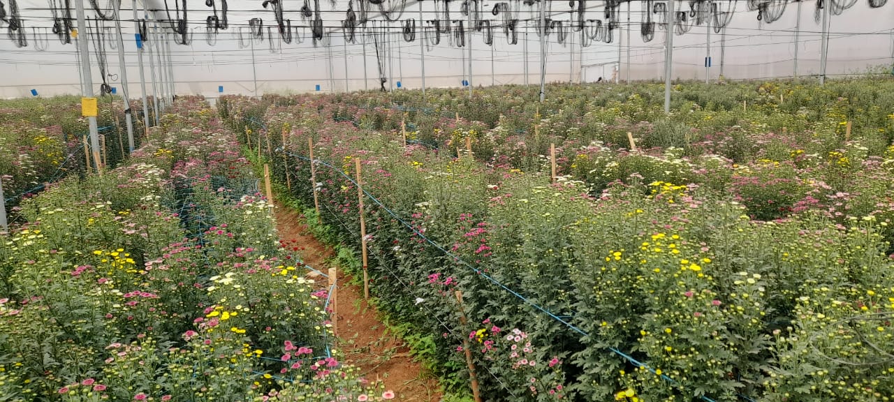 NGM Floritech photo 37