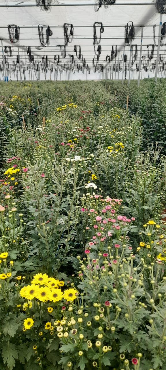 NGM Floritech photo 38