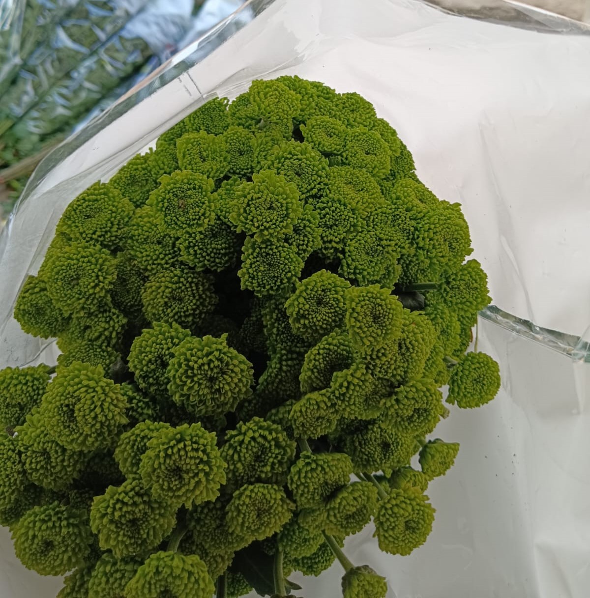 NGM Floritech photo 46