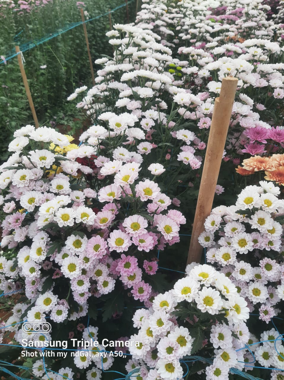 NGM Floritech photo 51