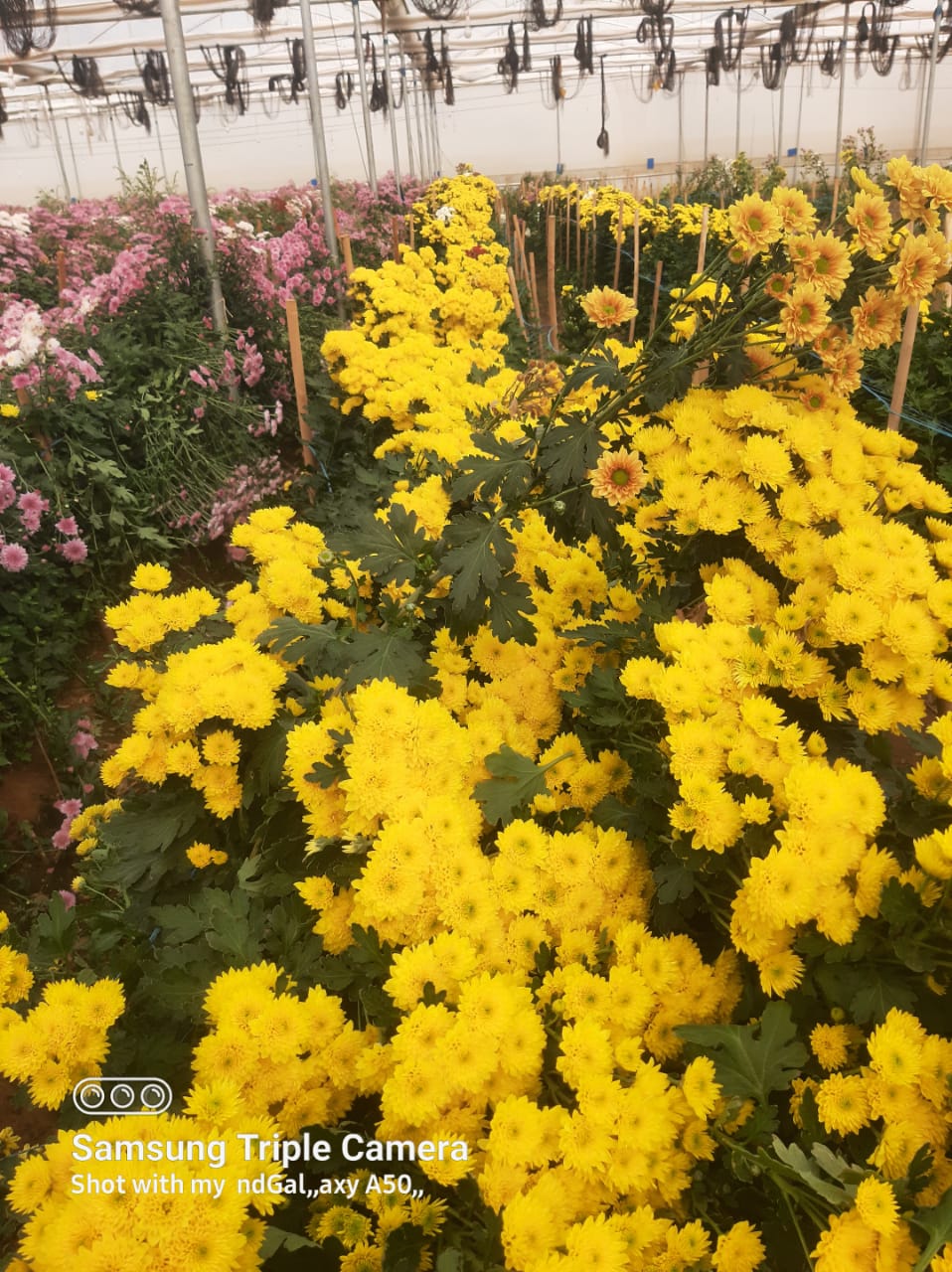 NGM Floritech photo 52