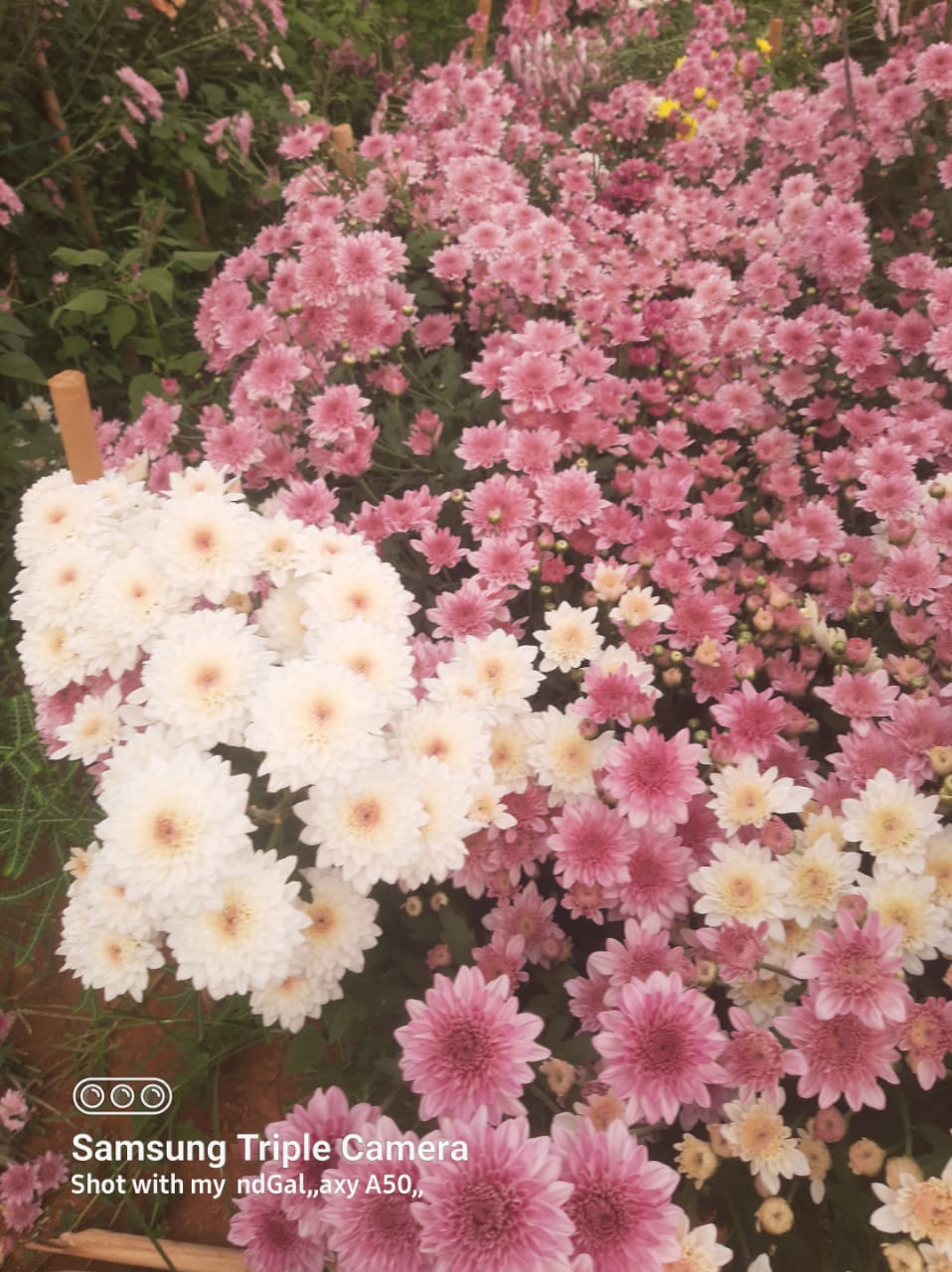 NGM Floritech photo 53