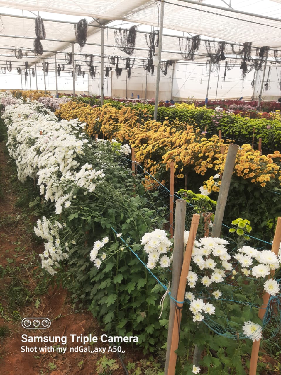 NGM Floritech photo 55