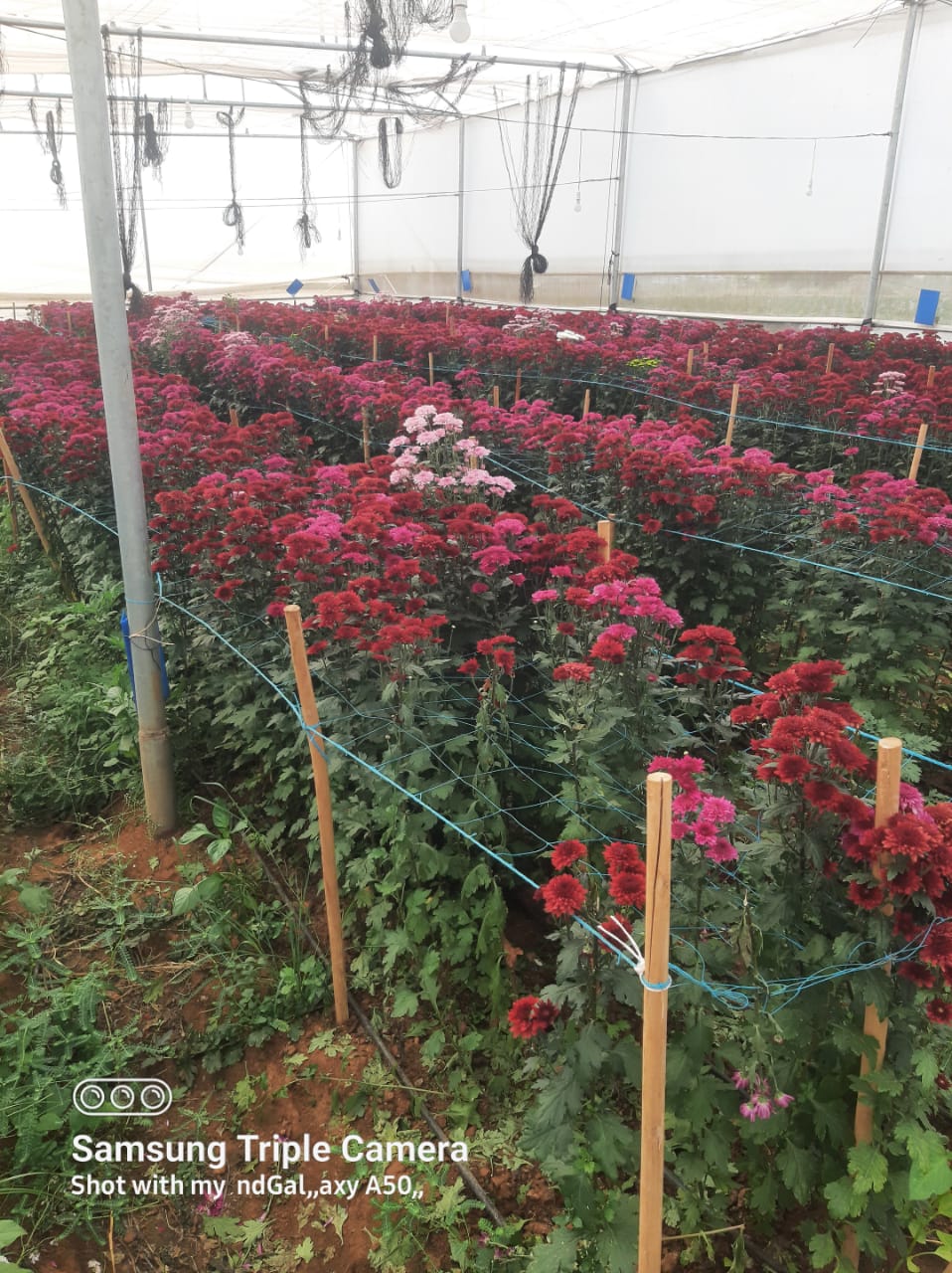NGM Floritech photo 56