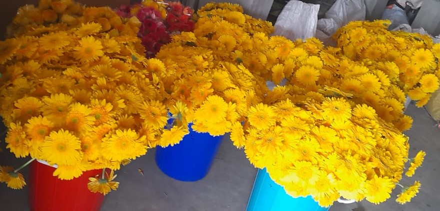 NGM Floritech photo 57
