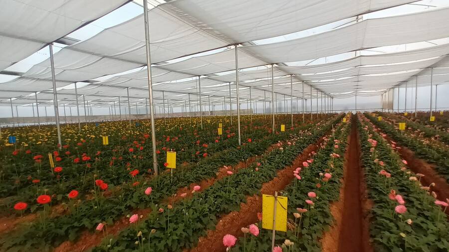 NGM Floritech greenhouse rows of Gerbera