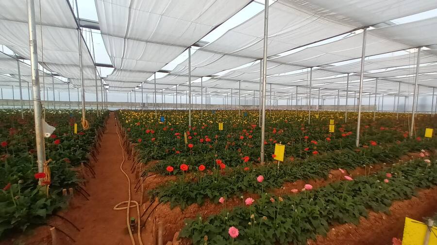 NGM Floritech shade-net Gerbera field