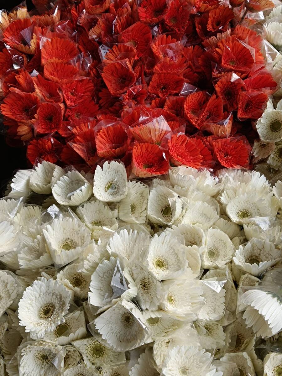 Freshly cut red and white Gerbera, packed