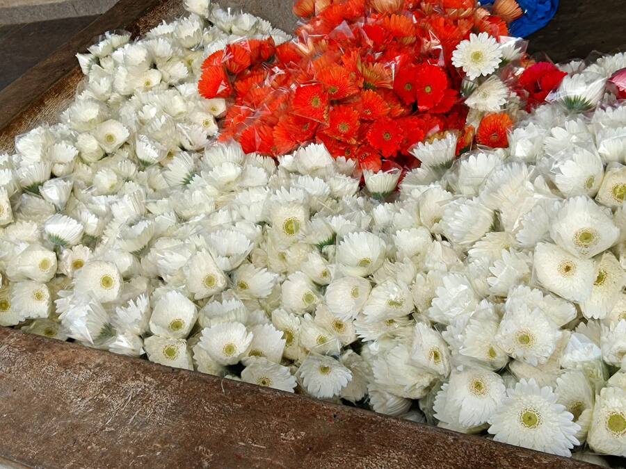 Freshly cut white and red Gerbera, packed