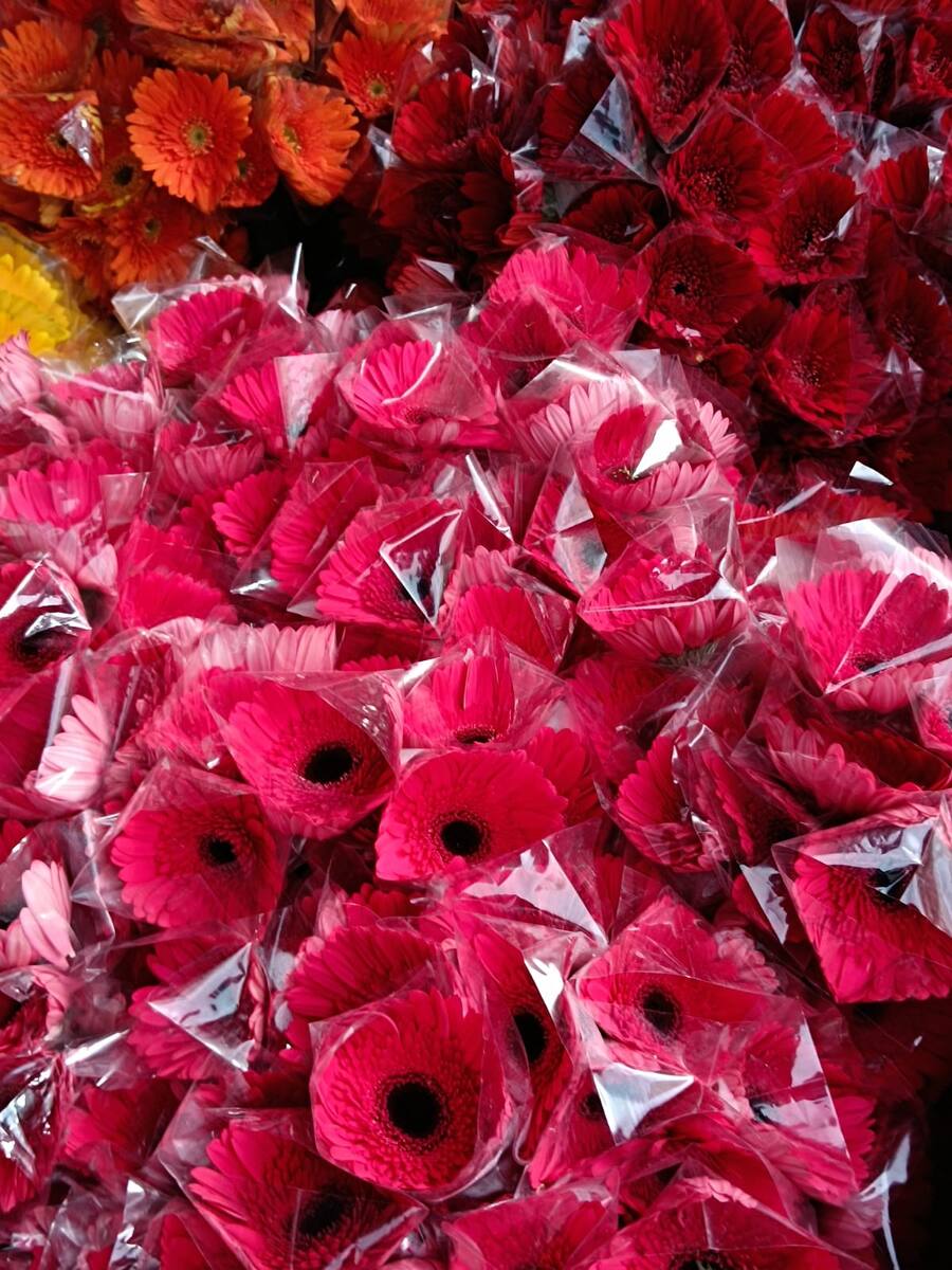 Freshly cut pink and red Gerbera, packed