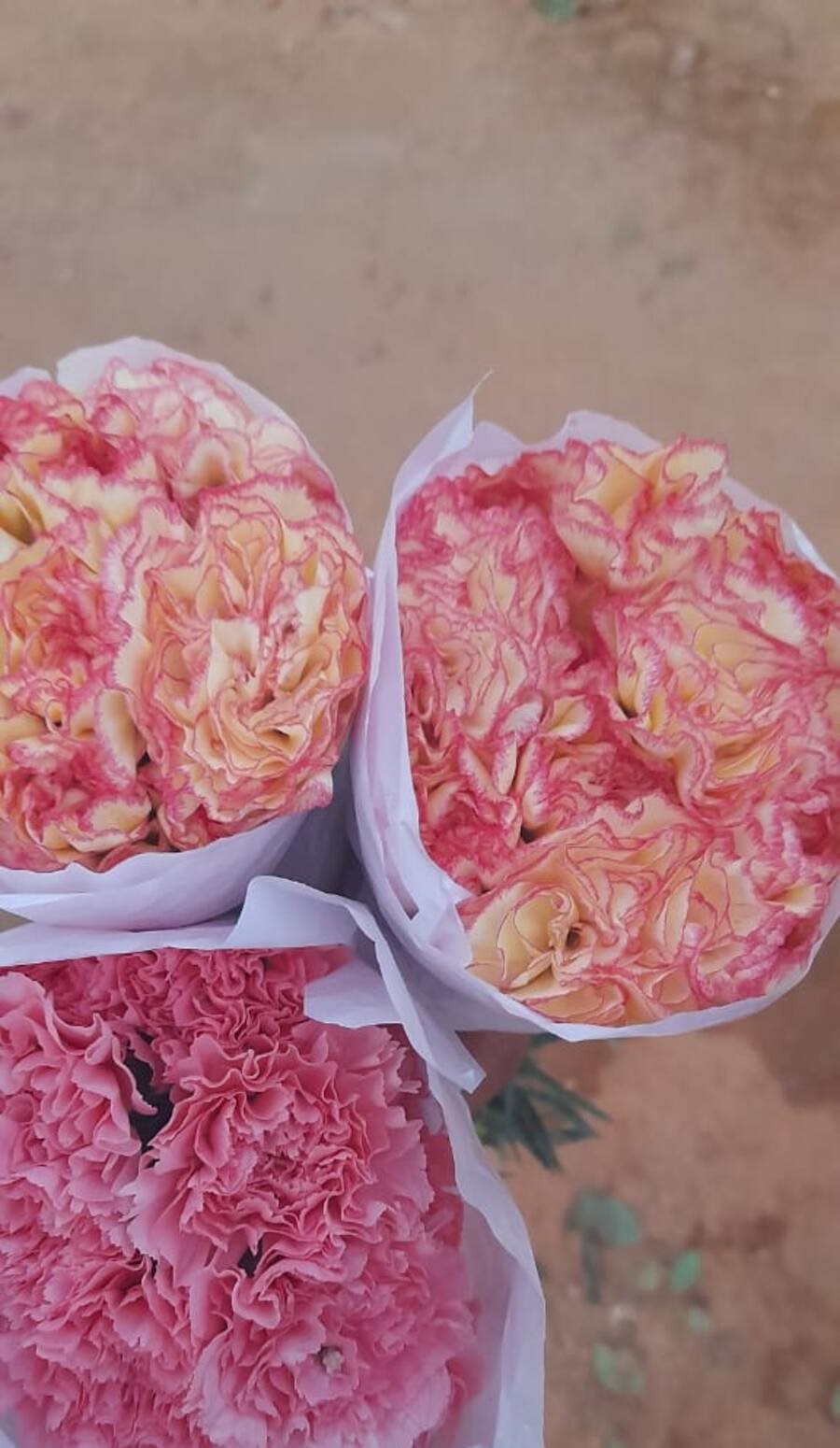 Bi-colour carnations grown at NGM Floritech