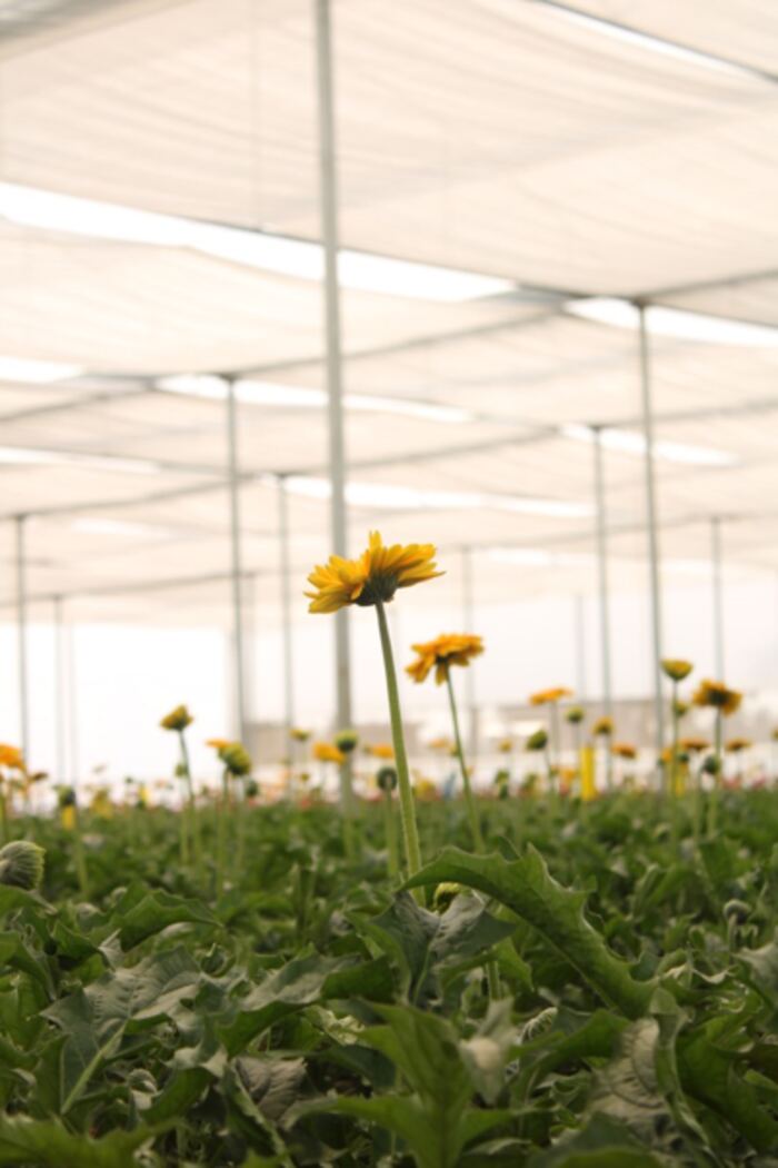 Yellow Gerbera stem rising above the field