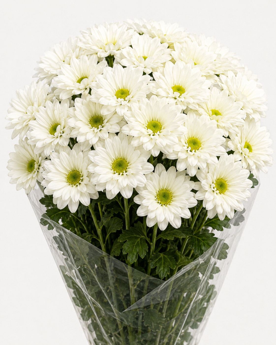 White Chrysanthemum