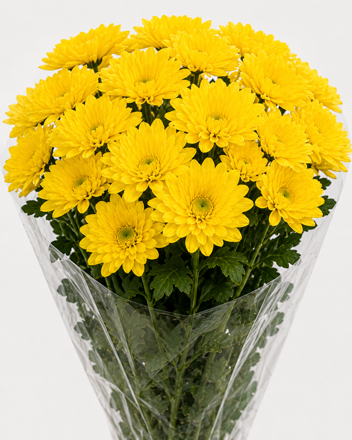 Yellow Chrysanthemum