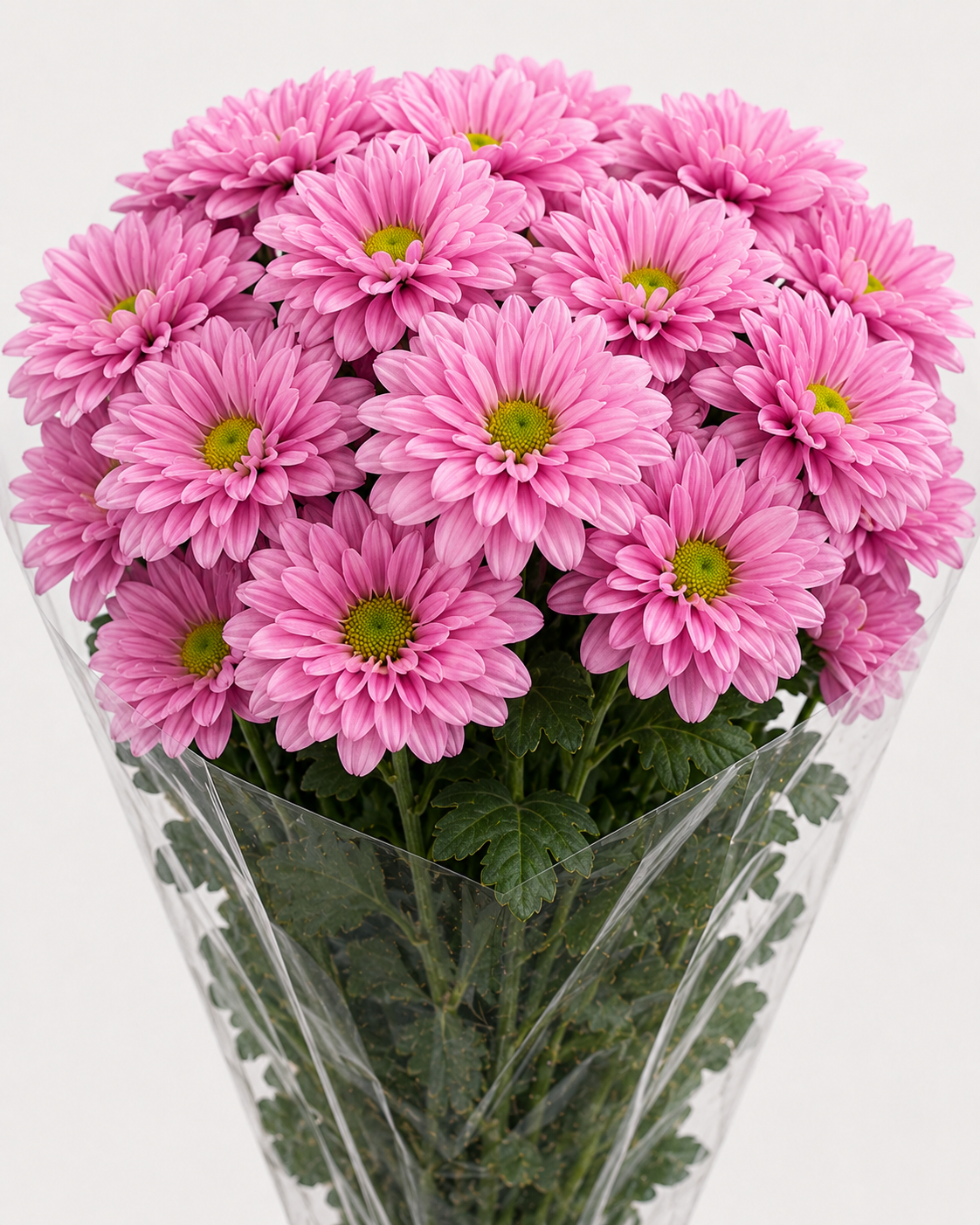 Pink Chrysanthemum