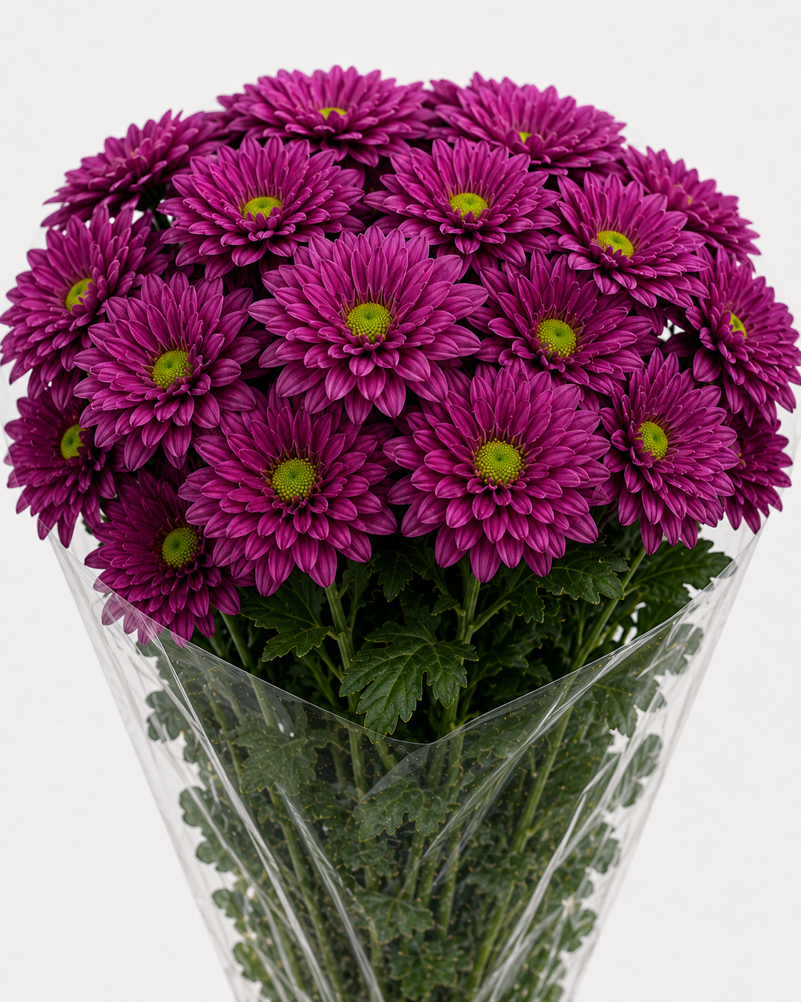 Purple Chrysanthemum