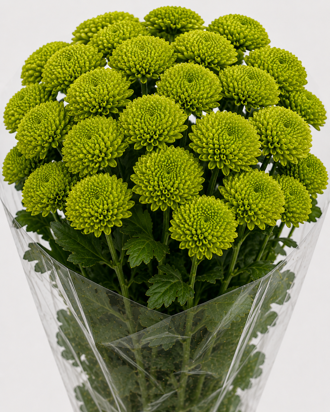 Green Button Chrysanthemum
