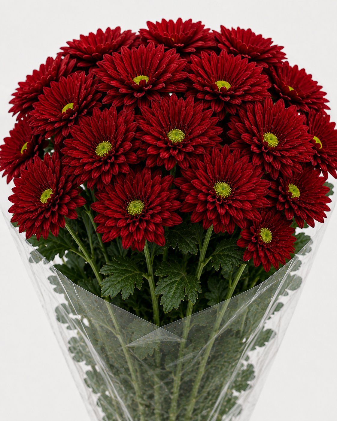 Red Chrysanthemum