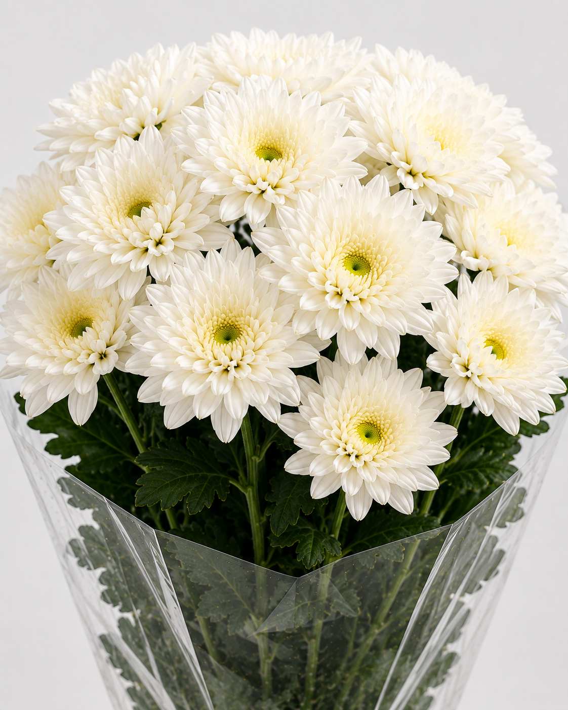 Cream Chrysanthemum