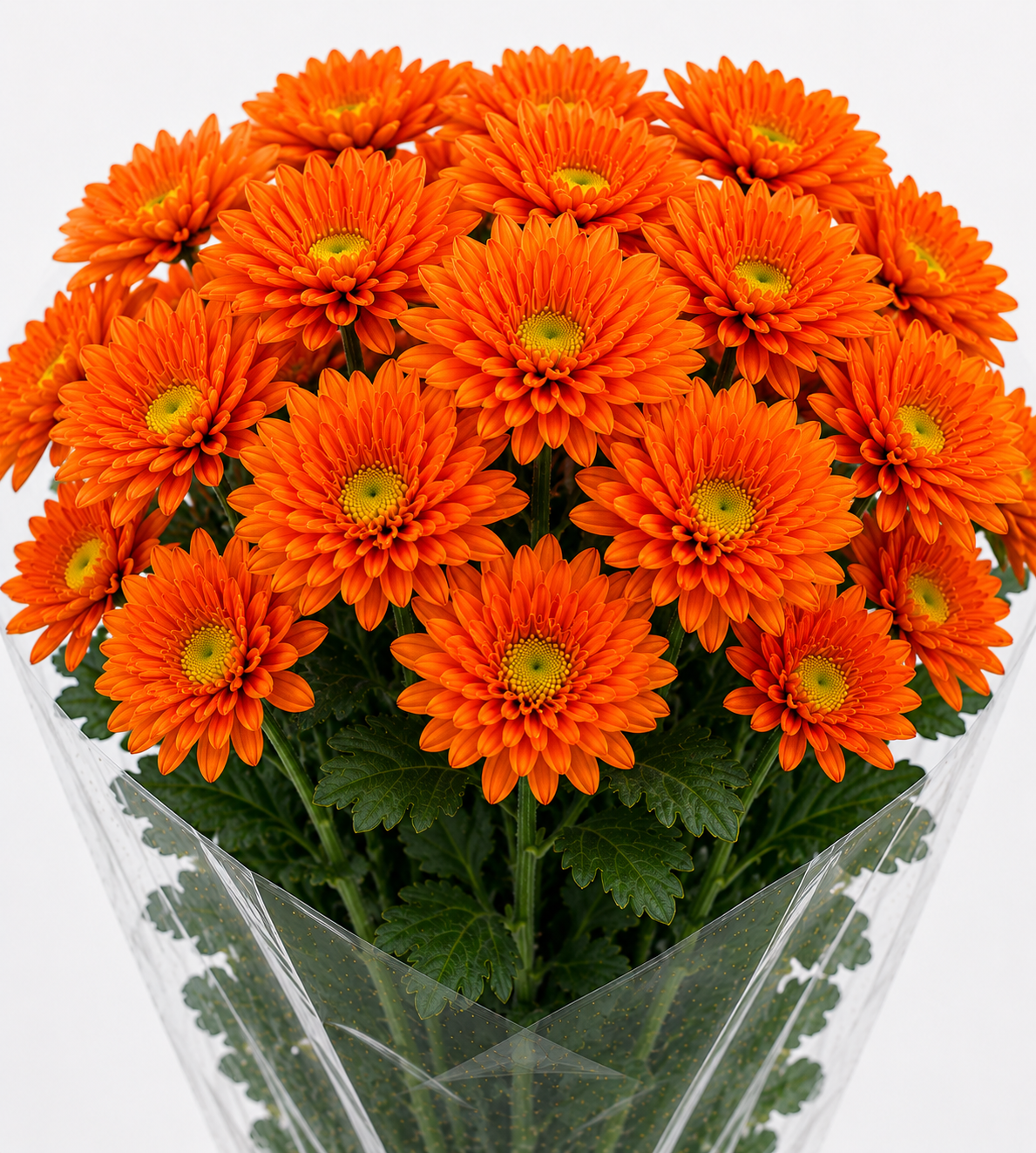 Orange Chrysanthemum