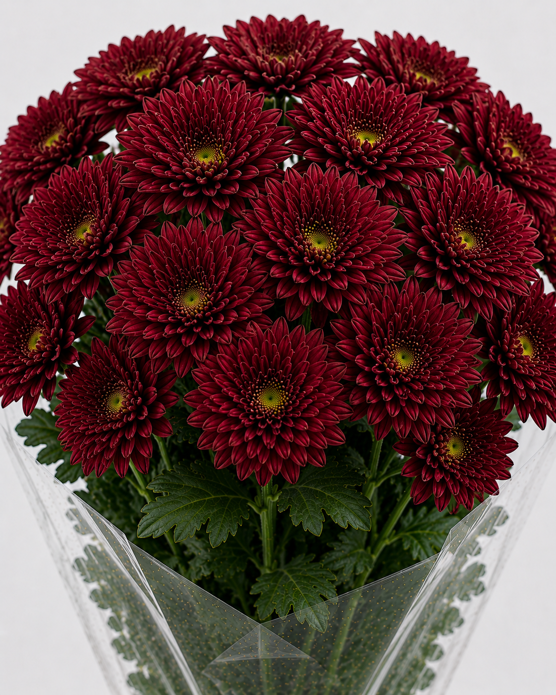 Maroon Chrysanthemum