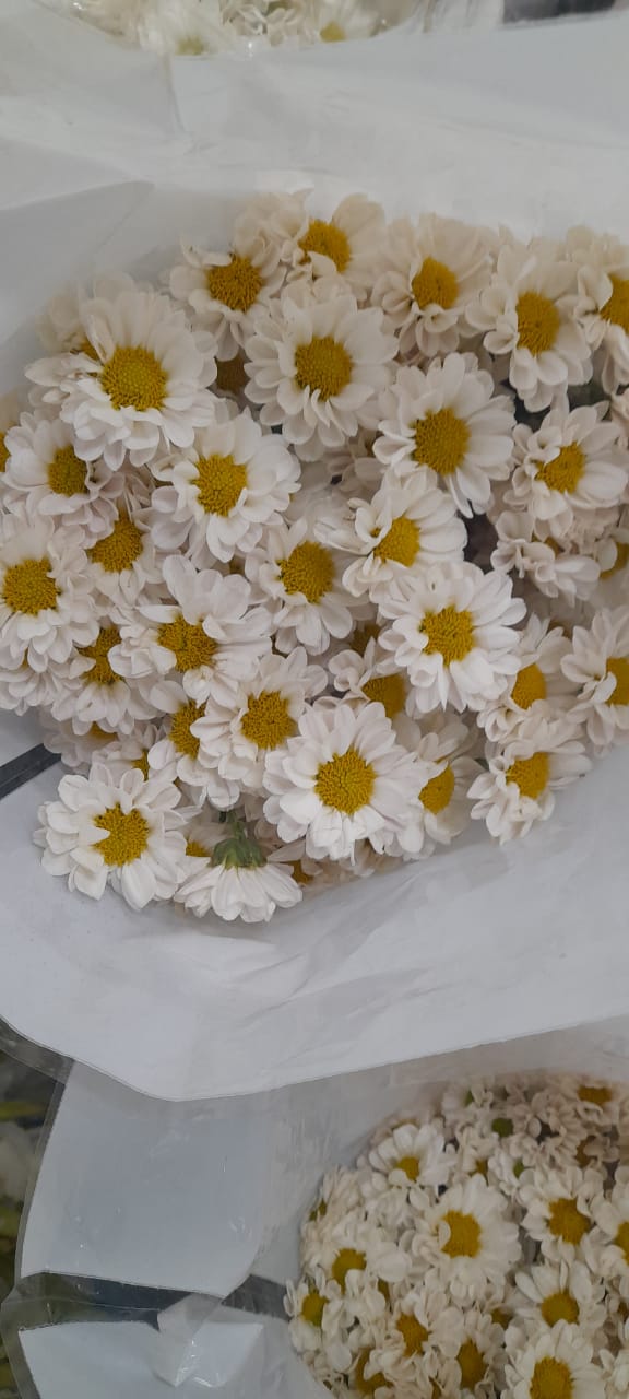 NGM Floritech photo 9